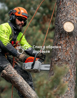 Удаление пней в Солнечногорске